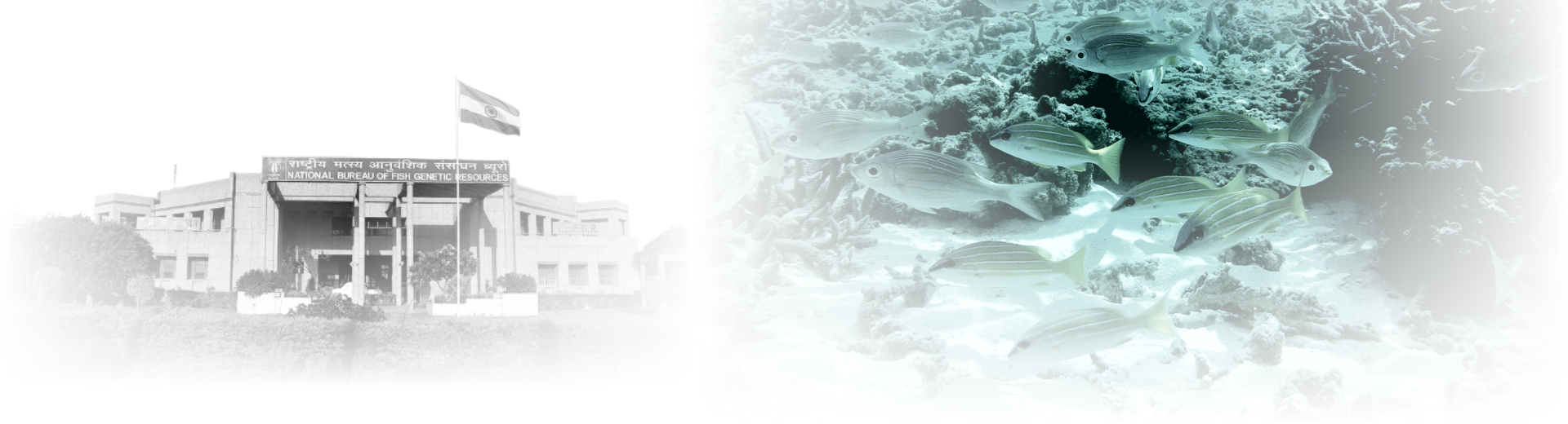 History Banner